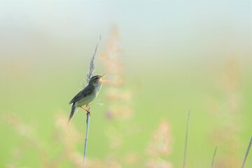 コヨシキリ