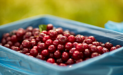 Harvested ripe cherry. Agriculture. Berries Cherry.