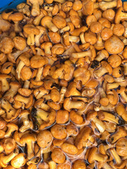 background of wet chanterelle mushrooms in water