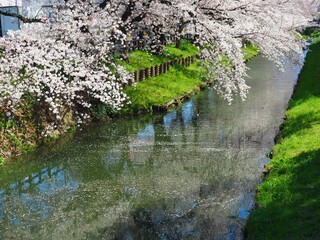 sakura cherry blossom along the shinkashi-gawa river near by HIkawa-jinja shrine Kawagoe...