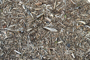 Environmental Organic Wood Chip Background. Texture, pattern, of wooden small pieces..