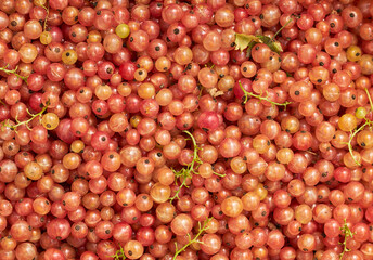 White currant close-up. White creek. 