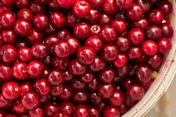 Background from ripe cherries. Harvested ripe cherry. Agriculture. Berries Cherry.