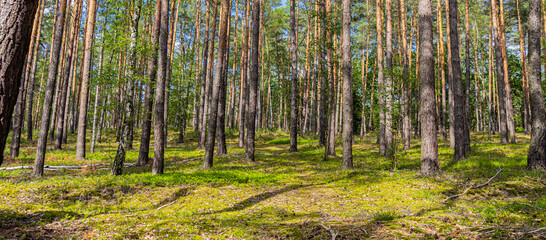 Fototapeta na wymiar Forest landscape in the summer