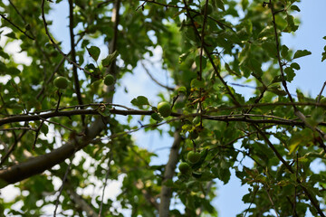 Fototapeta premium A apples tree with green apples. Ripe green apples on a tree.