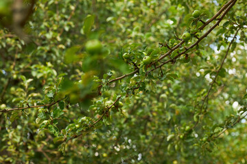 Fototapeta premium A apples tree with green apples. Ripe green apples on a tree.
