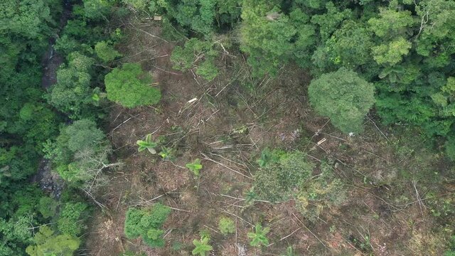 Drone shot showing a bird eye view that approached a patch of tropical rainforest that is deforested and covered in fallen dead trees
