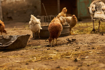Birds in the chicken coop. Turkey and chicken. Agriculture. Chicken close-up.