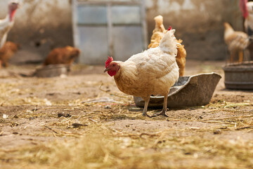 Birds in the chicken coop. Turkey and chicken. Agriculture. Chicken close-up.