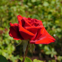 Red Flowering Pride Of England Rose
