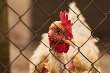 Portrait of a chicken. A hen. Agriculture. Chicken close-up.
