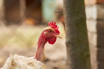 Portrait of a chicken. A hen. Agriculture. Chicken close-up.
