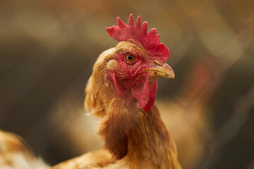Portrait of a chicken. A hen. Agriculture. Chicken close-up.
