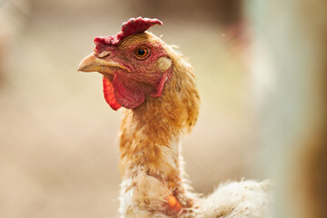 Portrait of a chicken. A hen. Agriculture. Chicken close-up.

