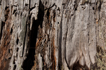 Old rotten forest stump. Wooden stump close up.