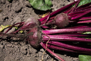 root beetles of young beets on the ground