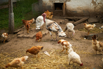 Birds in the chicken coop. Turkey and chicken. Agriculture. Chicken close-up.