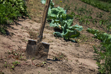 old shovel stuck in the ground against the background of plants in the garden