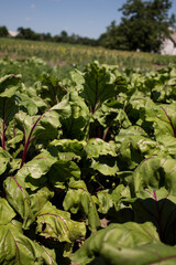 young beet plants on the field in the beds