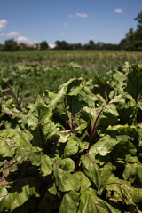 Fototapeta na wymiar young beet plants on the field in the beds