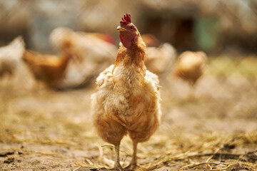 Portrait of a chicken. A hen. Agriculture. Chicken close-up.
