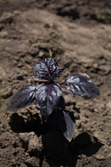flowering young purple basilica against the background of the earth in the garden