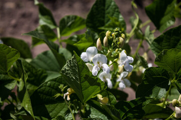 blooming beans on the background of the earth in the garden