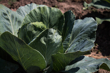 young cabbage on the background of the earth in the garden