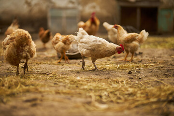 Birds in the chicken coop. Turkey and chicken. Agriculture. Chicken close-up.