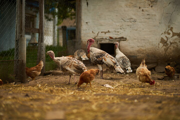 Birds in the chicken coop. Turkey and chicken. Agriculture. Chicken close-up. © Alenka