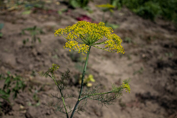 flowering dill against the background of the earth in the garden