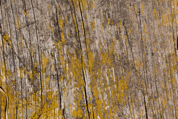 Texture of old wooden board with moss, closeup.