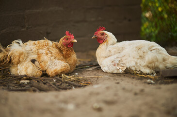 Birds in the chicken coop. Turkey and chicken. Agriculture. Chicken close-up.