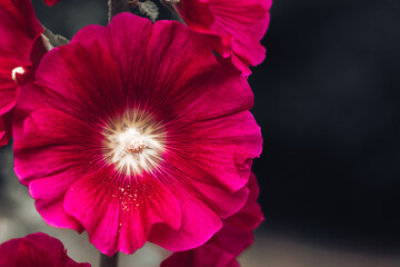  Bright pink mallow flower close up
