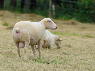 Obraz premium The herd of Basque sheep