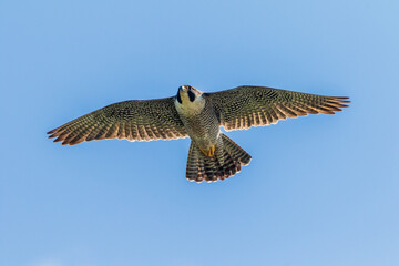 peregrine falcon in flight