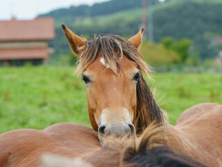 Fototapeta premium Portrait of a horse with black mane grazing on the meadow near farm in Basque Autonomous Community / Basque country in summer day. No people. High resolution image.