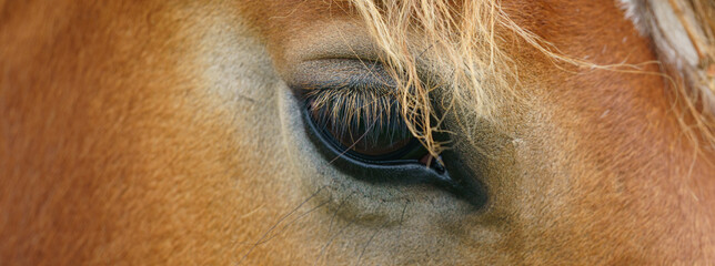 Macro image of the horse's eye and mane. This is chestnu draught horse grazing on the meadow near...