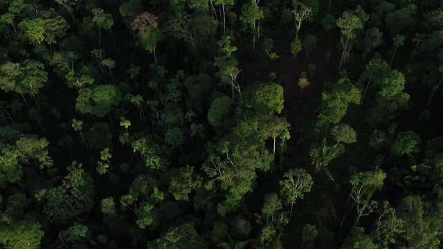 Drone shot flying just above the canopy of a tropical rainforest in Ecuador, South America showing the many types of trees and palm trees
