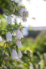 
Tender summer white bells in a clearing, closeup shot in sunset light.