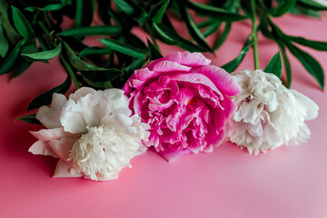 three peonies flower on pink background. garden flowers. 
