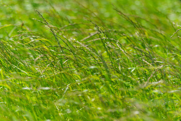 As wind in the grass. Green grass natural background