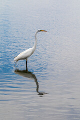 egret