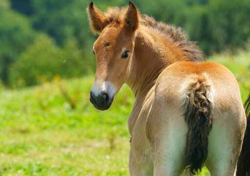 Image of young foal. Portrait of cute domestic brown horse grazing on the meadow near farm in Basque Autonomous Community / country in summer day. Natural ecosystem. No people. High resolution image.