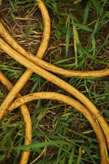 The yellow hose lies on the grass in the garden. Water hose close-up.