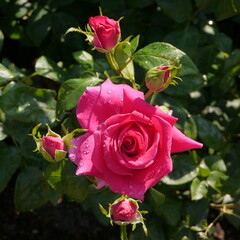 Pink Rose All My Loving 