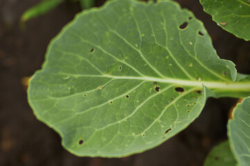 Young cabbage in the garden. Watering cabbage in the garden. Agriculture. Gardening.