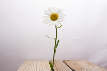 Summer field and meadow grasses and flowers.