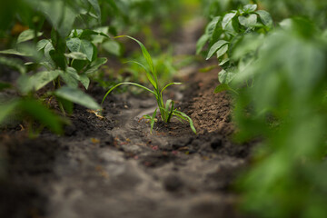 Tomatoes and green peppers in the garden. Agriculture. Garden beds. Gardening.