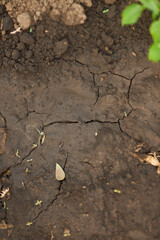 Cracked ground texture. Earth. Dry soil.